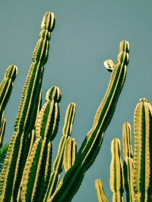 Canvas Groene cactus tegen de lucht