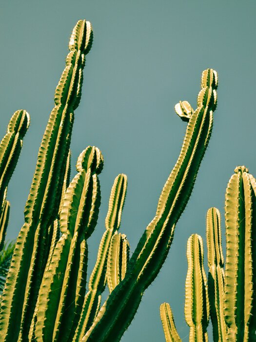 Canvas Groene cactus tegen de lucht