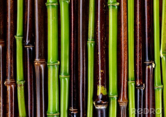 Canvas Groene en bruine bamboestengels