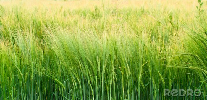 Canvas Groene gerst en natuur
