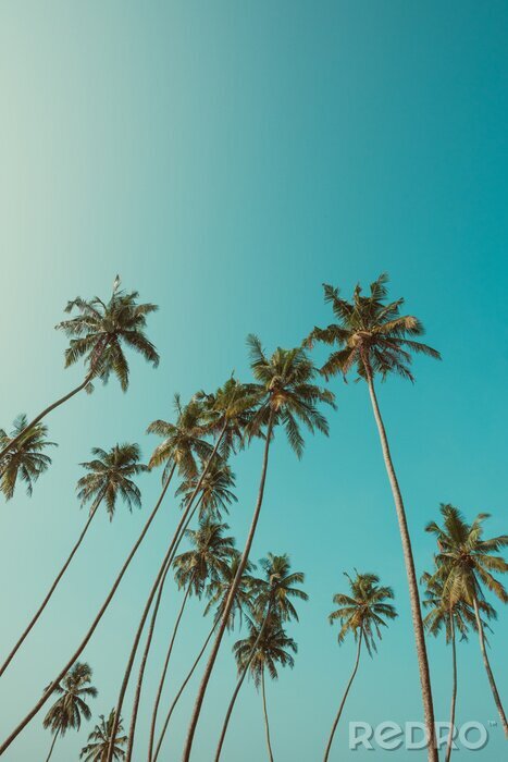 Canvas Groene hoge palmbomen