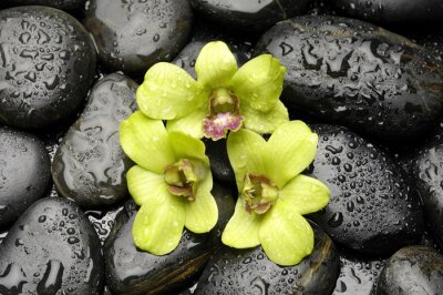 Sticker Groene orchidee en zen stenen met water druppel