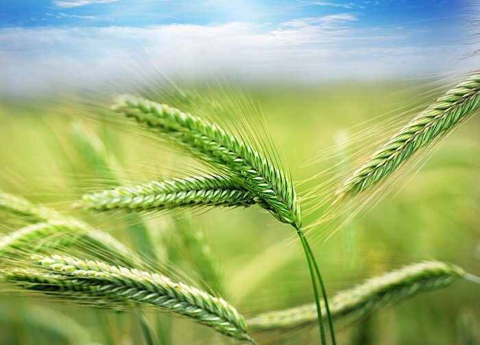 Canvas Groene oren in het voorjaar