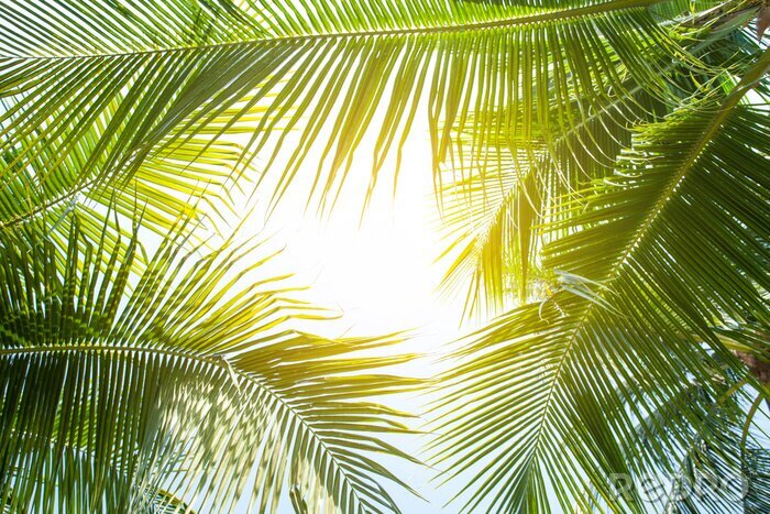 Canvas Groene palmbomen in de zon