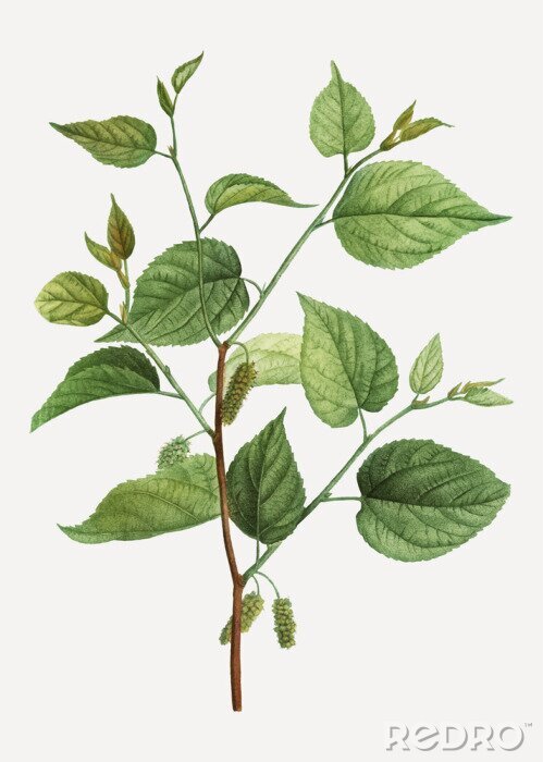 Canvas Groene takje en bladeren