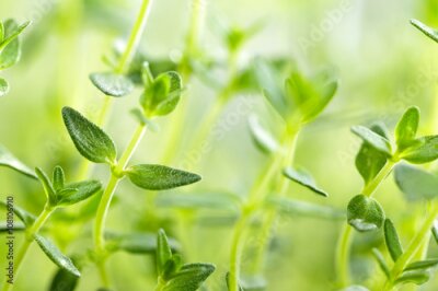 Canvas Groene tijm close-up