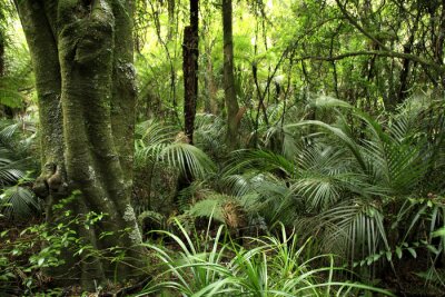 Groene vegetatie in een tropisch boslandschap