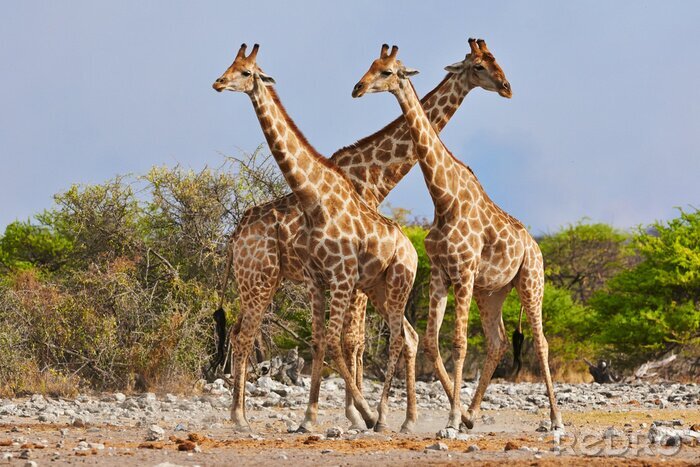 Canvas Groep giraffen in het nationaal park