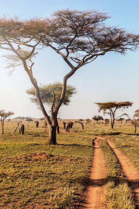 Canvas Groep olifanten die in mooi nationaal park Serengeti, Tanzania, Afrika lopen