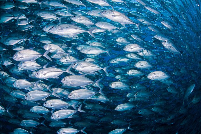 Canvas Grootoogtonijn kingfish