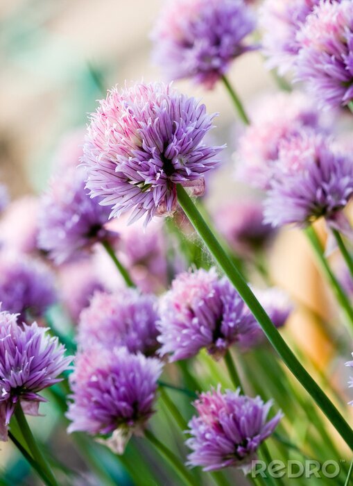 Canvas Grote bloemen