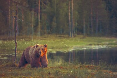 Grote mannelijke beer lopen in het moeras bij zonsondergang