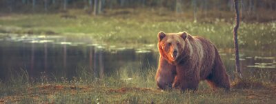 Grote mannelijke beer lopen in het veen bij zonsondergang. Sized te passen cover image voor op populaire sociale media site