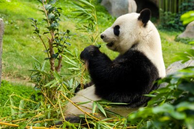 Grote panda en groene planten