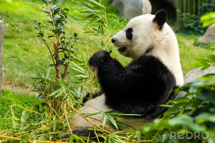Canvas Grote panda en groene planten
