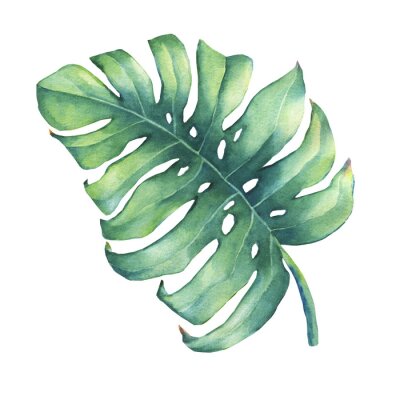 Canvas Grote tropische groene blad van Monstera plant. Getrokken aquarel schilderen.