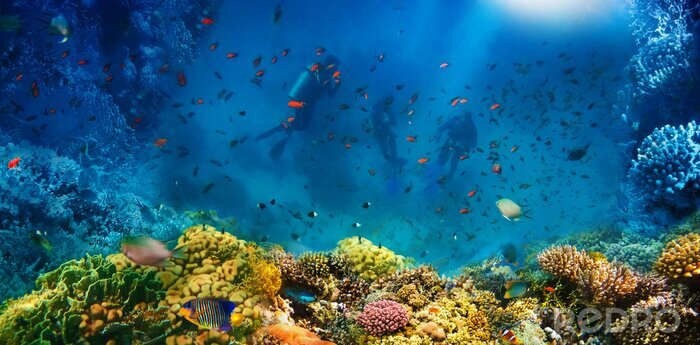 Canvas Group of scuba divers exploring coral reef. Underwater sports and tropical vacation concept
