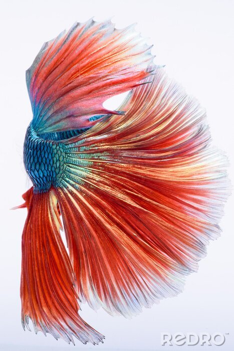 Canvas Halfmoon betta vis, siamese vechten vis, Capture verplaatsen van vis, abstracte achtergrond van vissenstaart