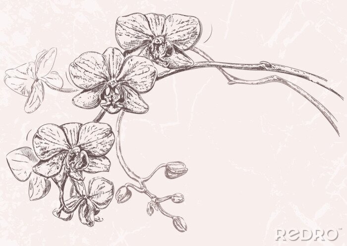 Canvas Hand getrokken illustratie van bloemen orchidee met knoppen die op geweven achtergrond