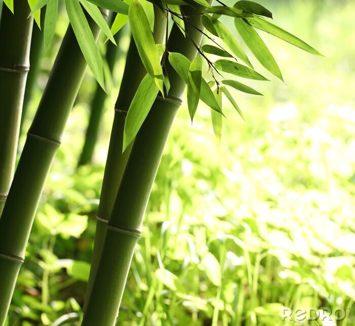 Canvas Helder groen bamboebos