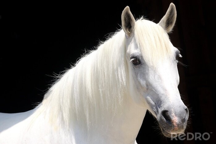 Canvas Helder paard op zwarte achtergrond