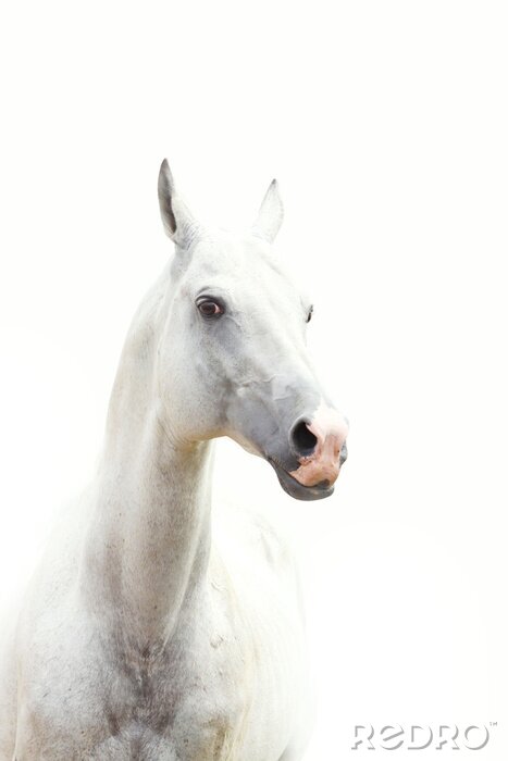 Canvas Helder patroon met een paard