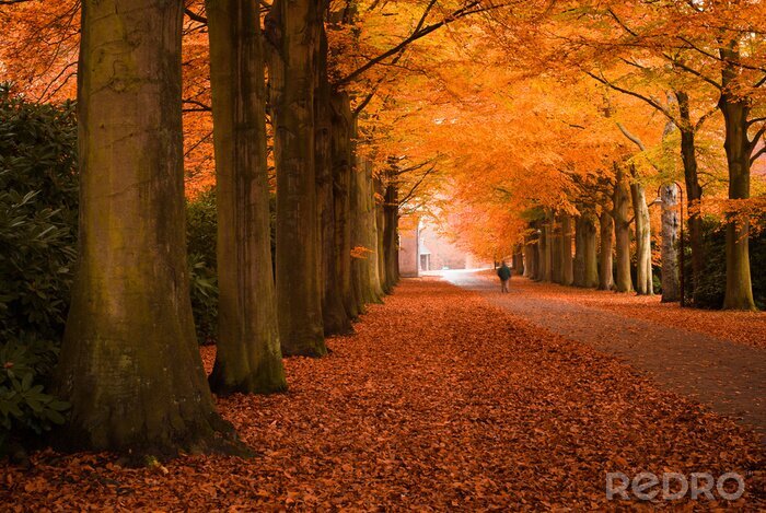 Canvas Herfst bomen