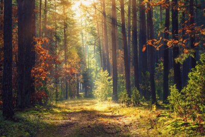 Canvas Herfst bos en zonnestralen