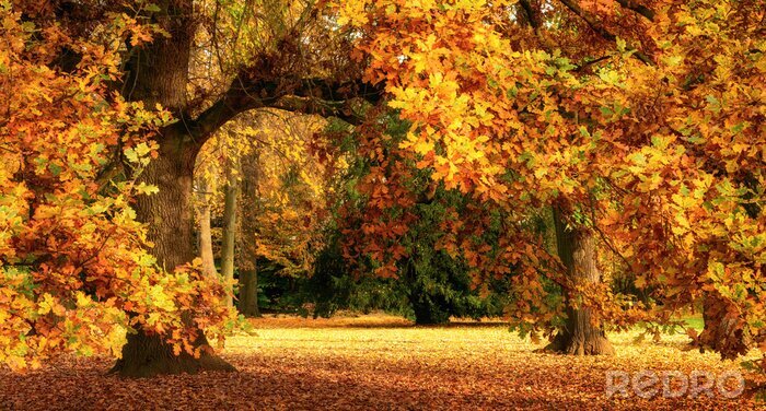 Canvas Herfst landschap met een prachtige eik