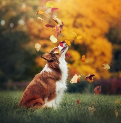 Canvas Herfstbladeren en een hond