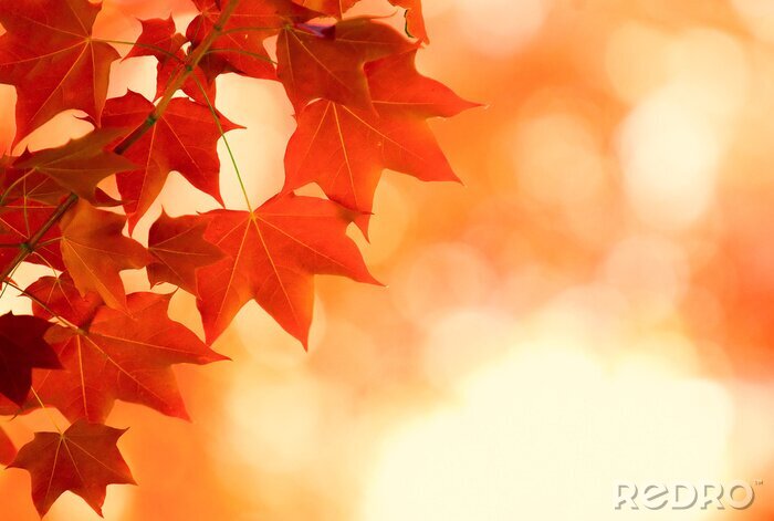Canvas herfstbladeren op onscherpe achtergrond