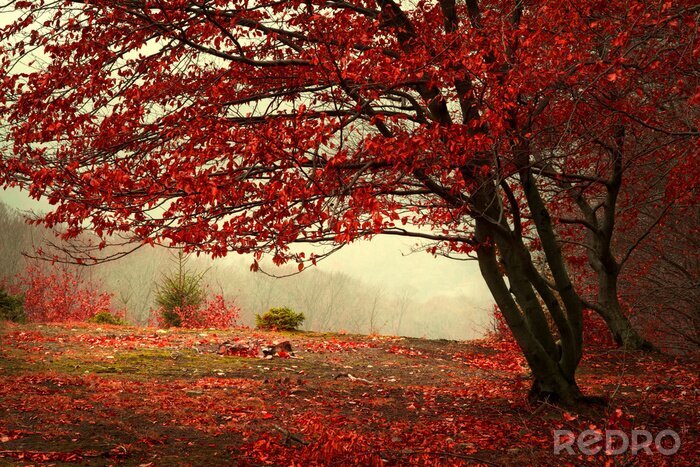 Canvas Herfstboom in een prachtig park