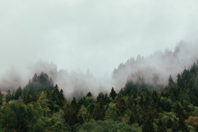 Herfstbos gehuld in mist
