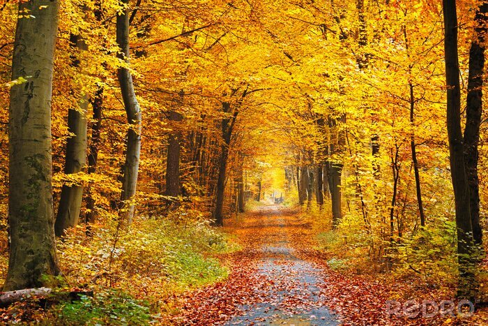 Canvas Herfstkleuren in een bos dat door een weg is doorgesneden