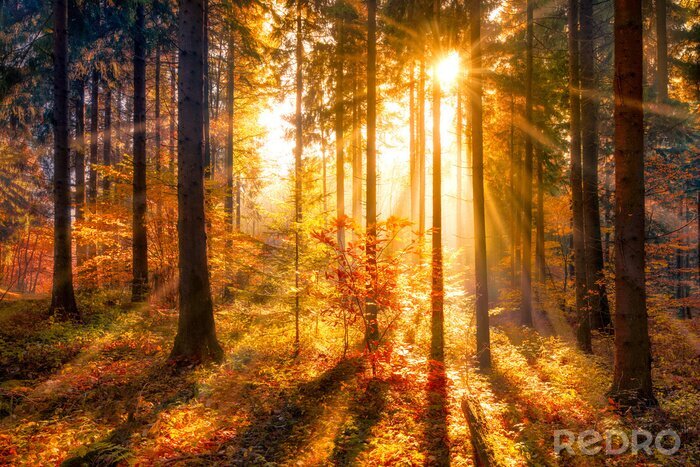 Canvas Herfstlandschap zonsopgang in het bos natuurlijk landschap