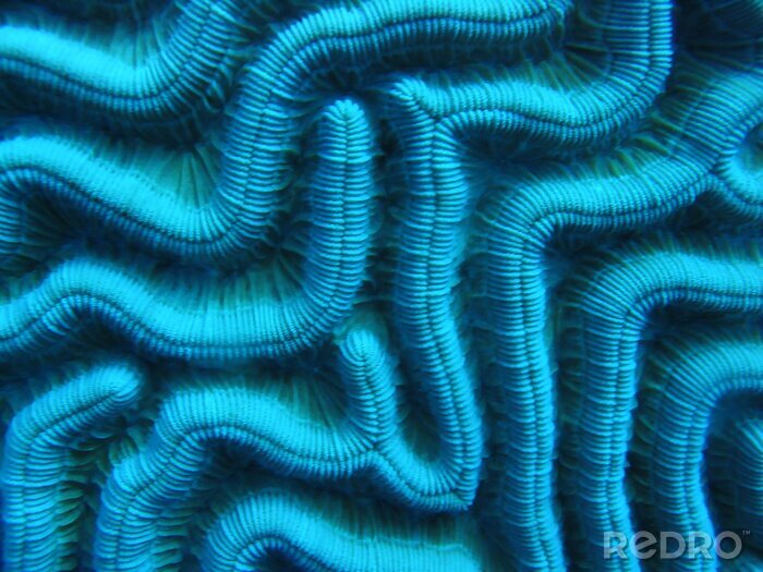 Canvas Hersenen koraal onder water koraalrif Bonaire
