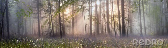 Canvas Het bos bij dageraad