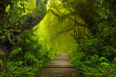Het houten pad in de jungle