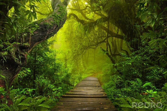 Canvas Het houten pad in de jungle
