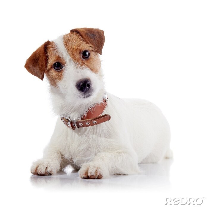 Canvas Het kleine hondje van het ras een Jack Russell Terrier