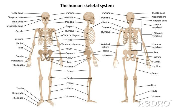 Canvas Het menselijk skelet getoond vanuit verschillende perspectieven
