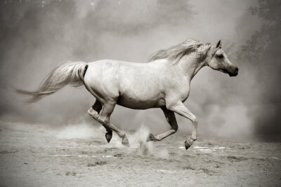 Het paard loopt in het stof