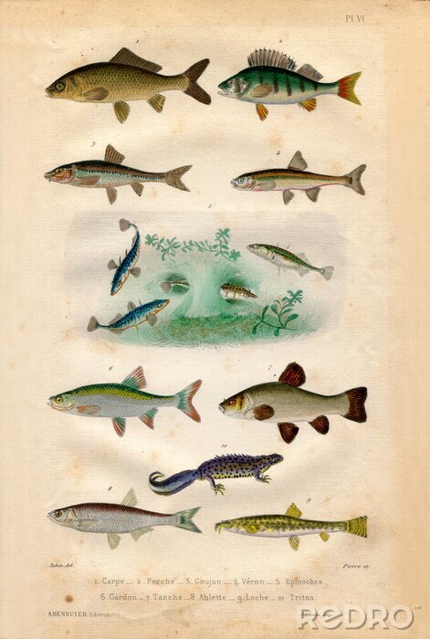 Canvas Histoire naturelle: Fish