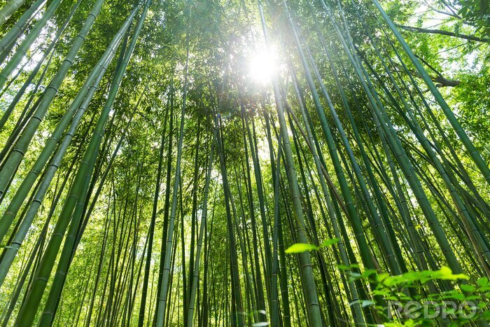 Canvas Hoge Bamboo forest