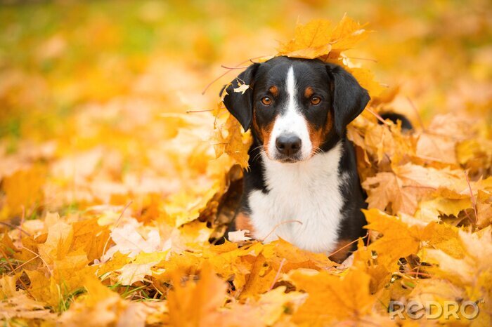 Canvas Hond in de herfstbladeren