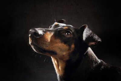 Canvas Hond op een zwarte achtergrond