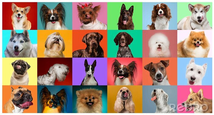 Canvas Hondenrassen op een gekleurde achtergrond