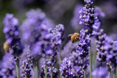 Canvas Honingbij die stuifmeel op een gebied van lavendel verzamelt
