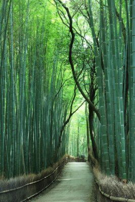 Hoog bamboebos