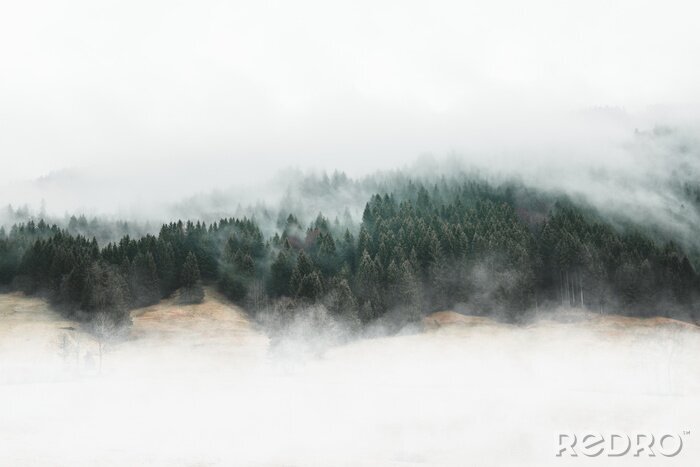 Canvas Humeurig bos in de mist